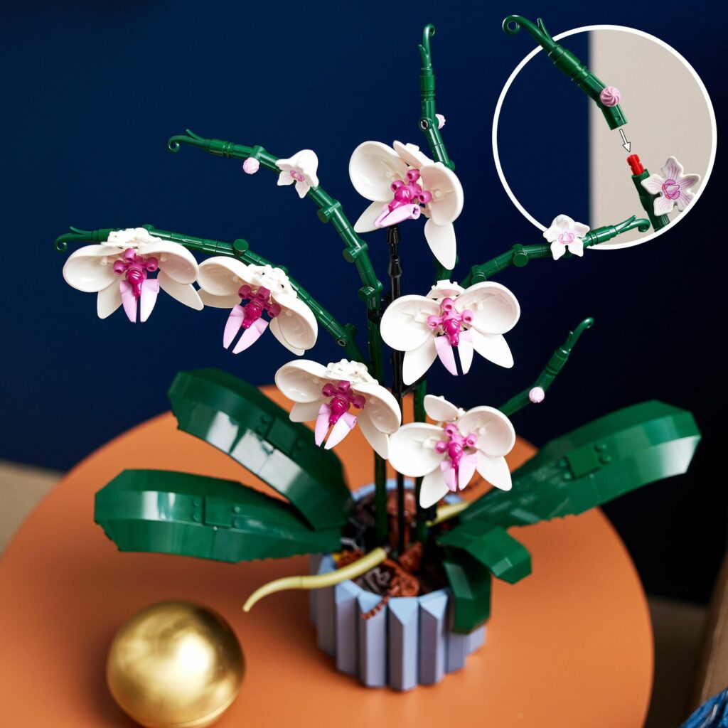 Produktabbildung Orchidee