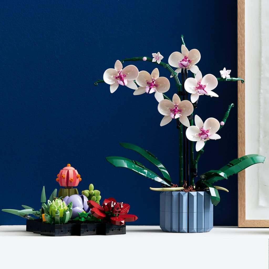 Produktabbildung Orchidee