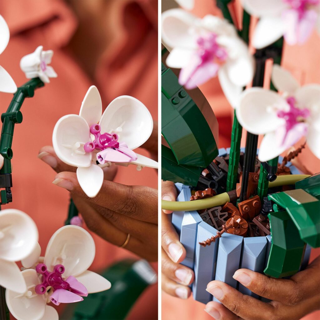Produktabbildung Orchidee