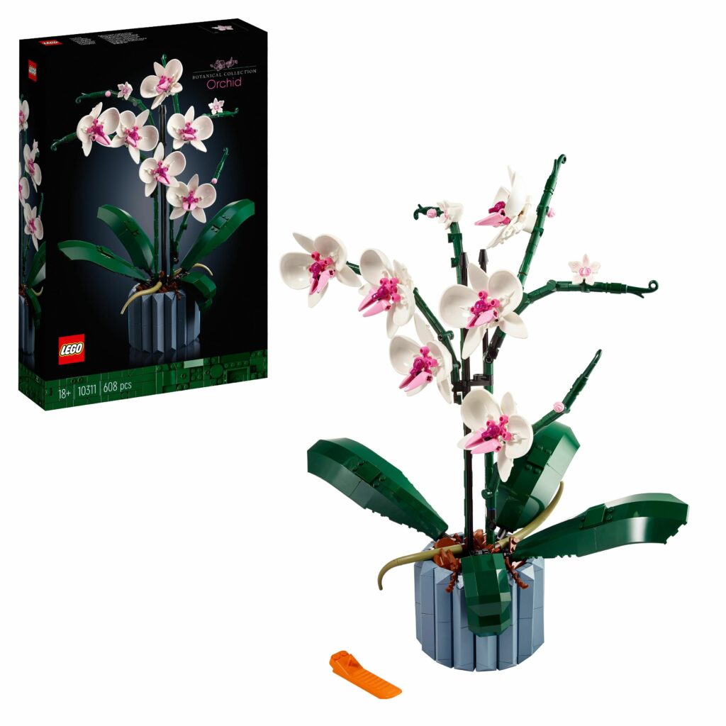Produktabbildung Orchidee