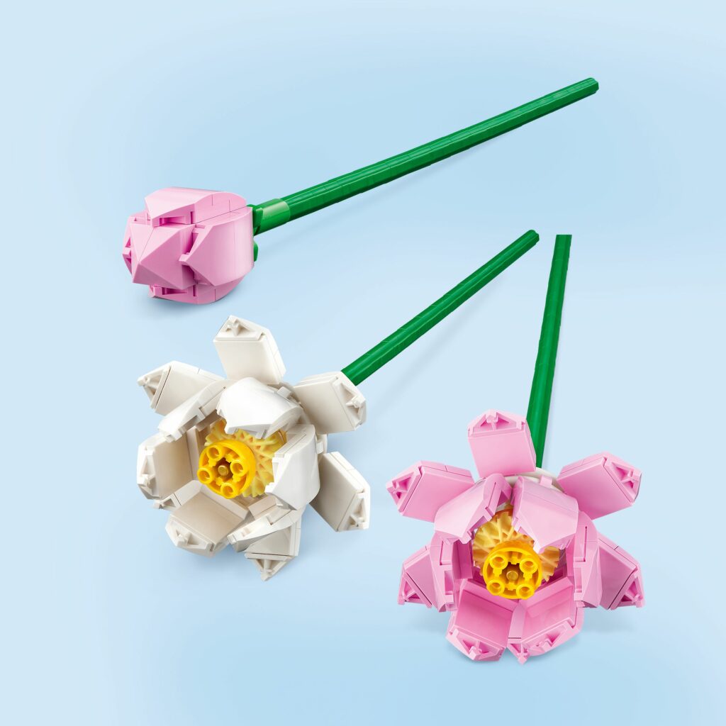 Produktabbildung Lotusblumen
