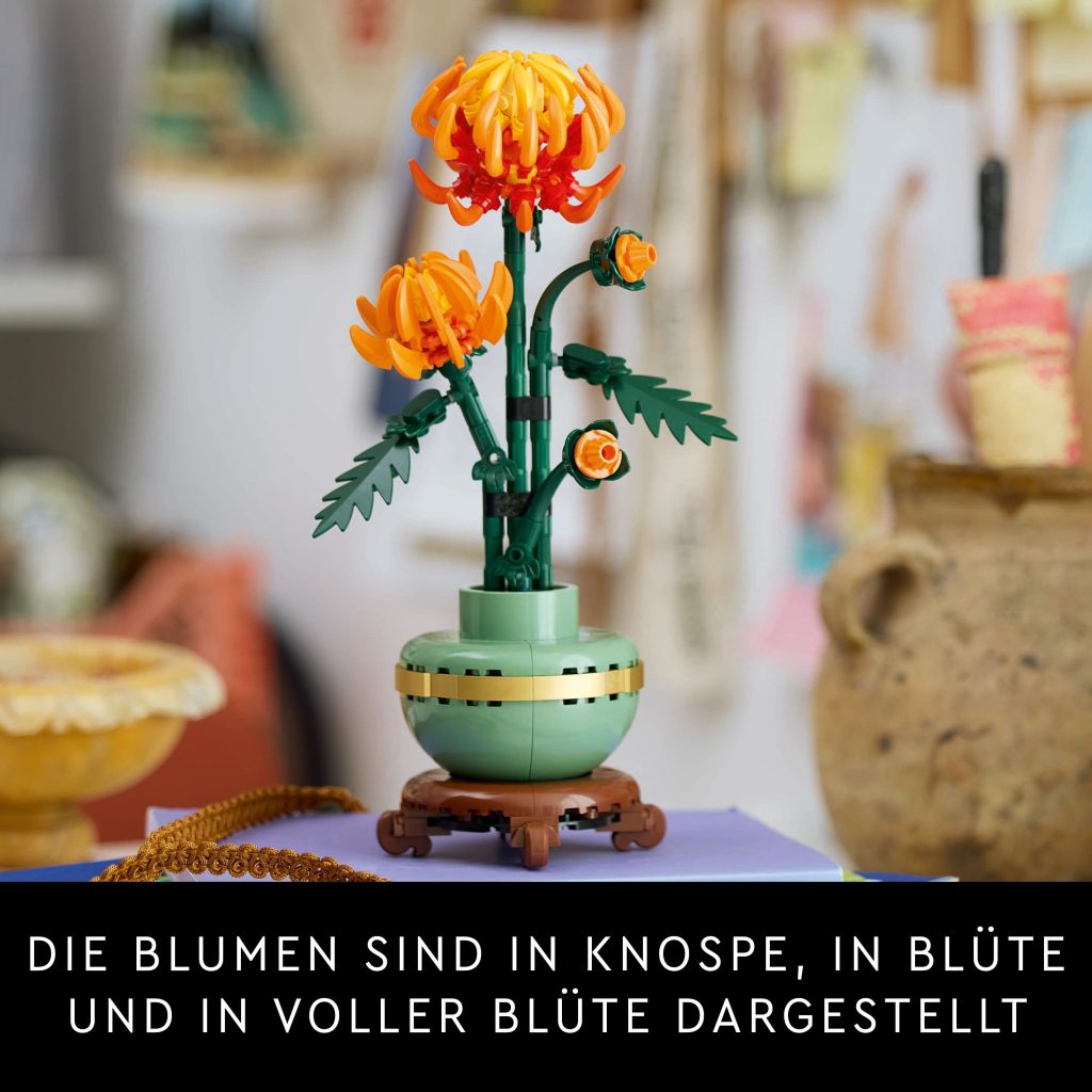Produktabbildung Chrysantheme
