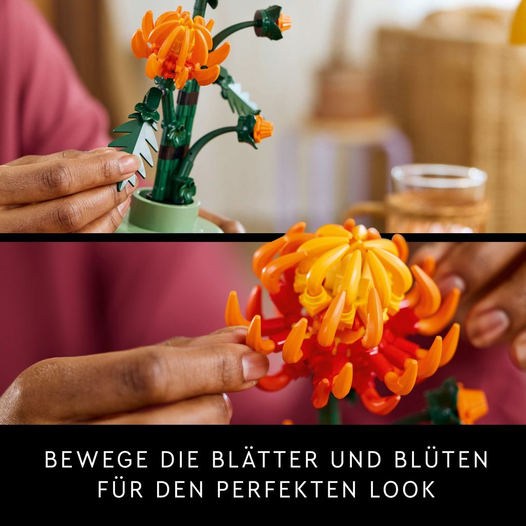 Produktabbildung Chrysantheme