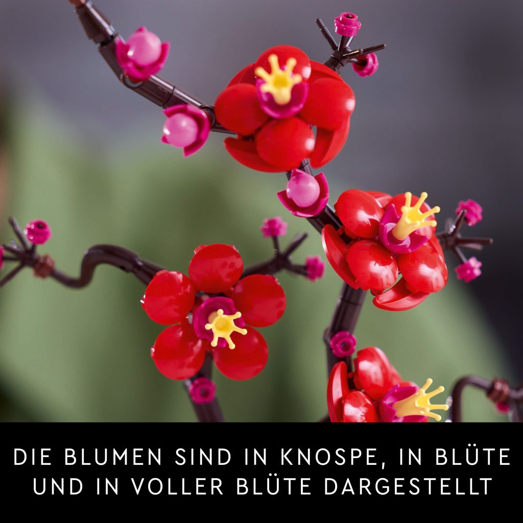 Produktabbildung Pflaumenblüte