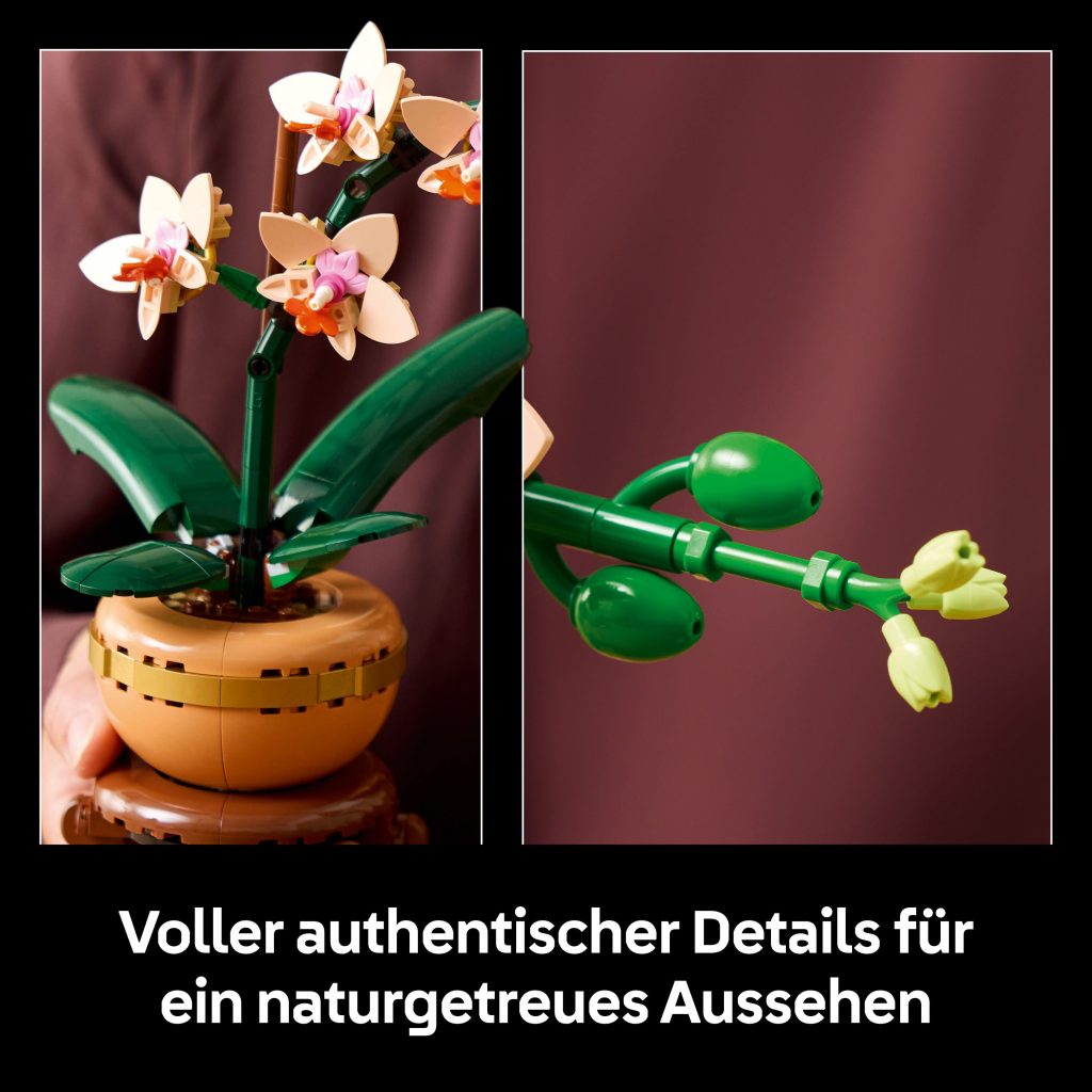 Produktabbildung Mini-Orchidee
