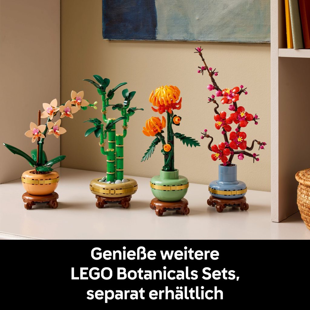 Produktabbildung Mini-Orchidee