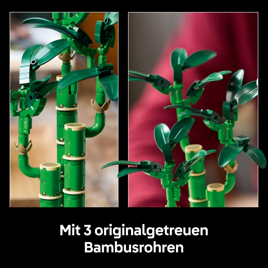 Produktabbildung Glücks-Bambus