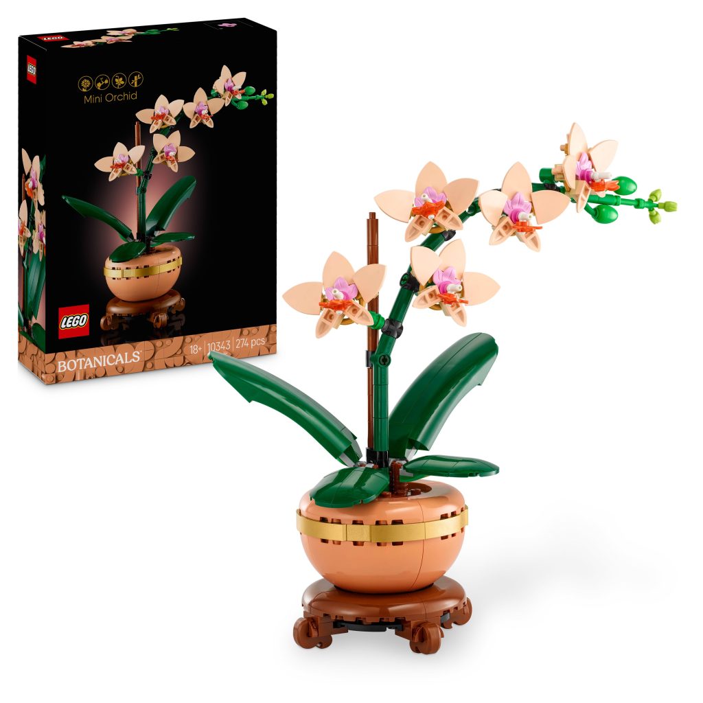Produktabbildung Mini-Orchidee