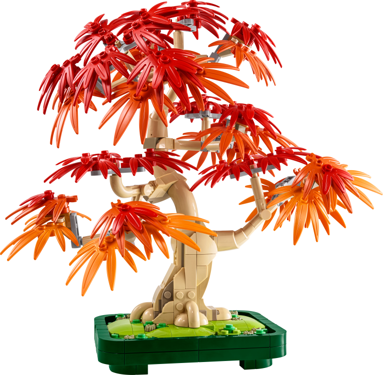 Japanischer Roter Ahorn – Bonsai-Baum