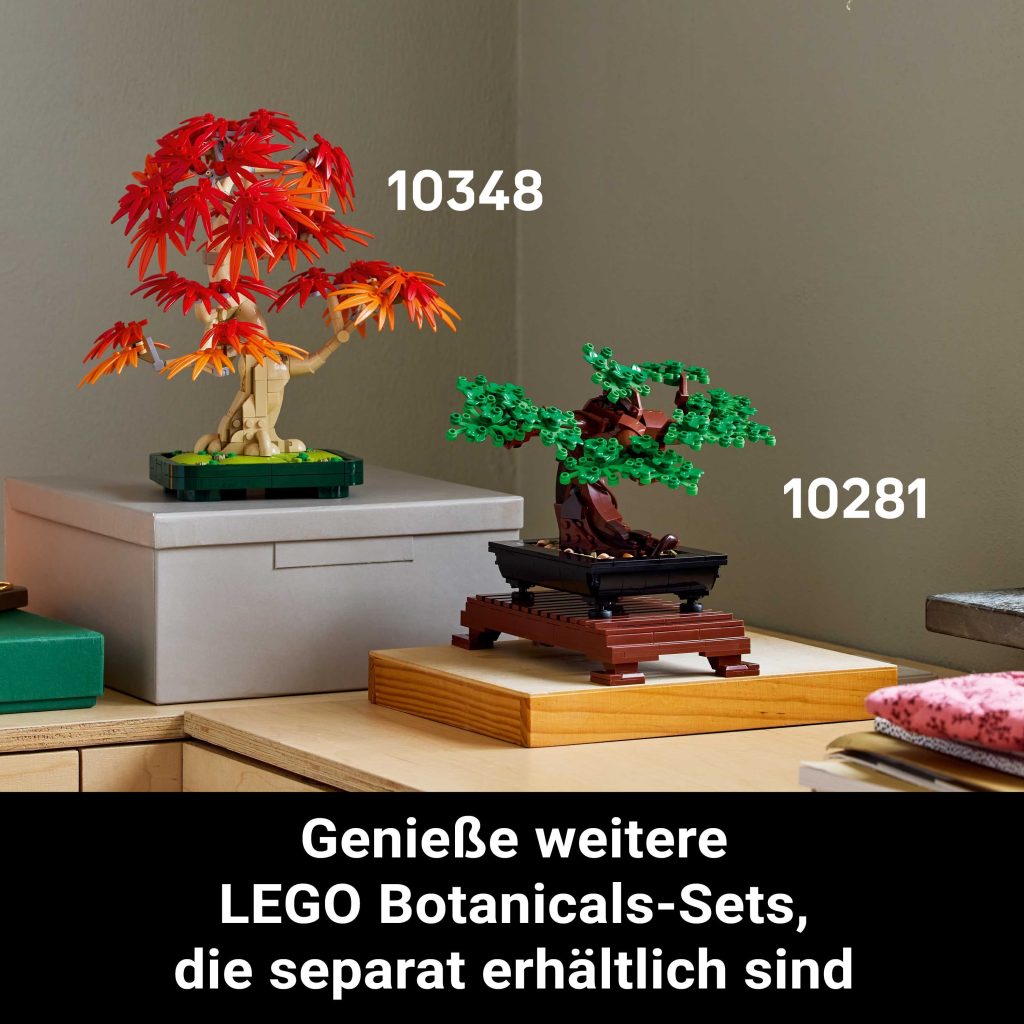 Produktabbildung Japanischer Roter Ahorn – Bonsai-Baum