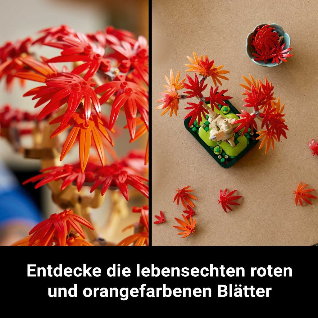 Produktabbildung Japanischer Roter Ahorn – Bonsai-Baum
