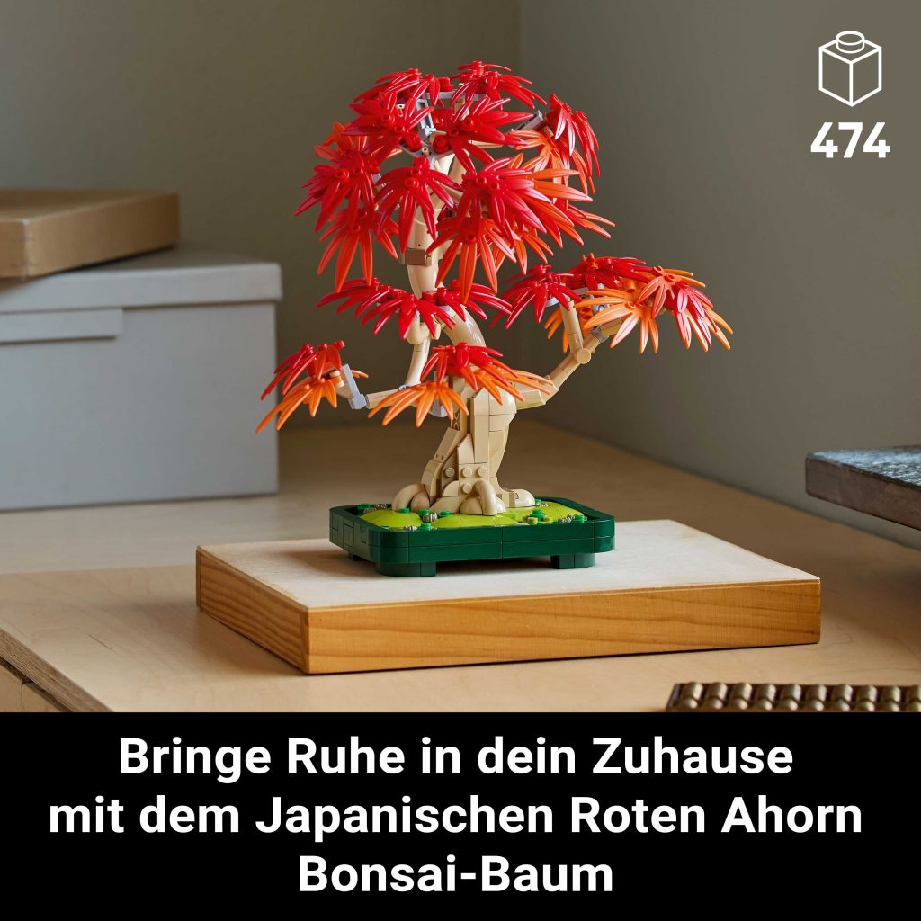 Produktabbildung Japanischer Roter Ahorn – Bonsai-Baum