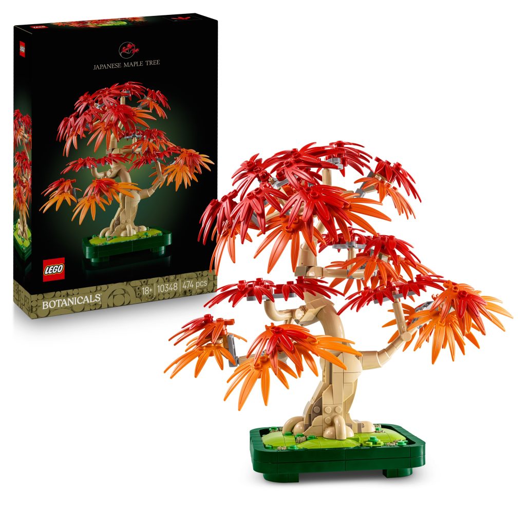 Produktabbildung Japanischer Roter Ahorn – Bonsai-Baum